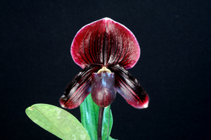Paph. Hsinying Cherry Fairy